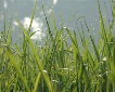 Poem of the Week - A Blade of Grass