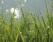 Poem of the Week - A Blade of Grass Poem of the Week - A Blade of Grass
